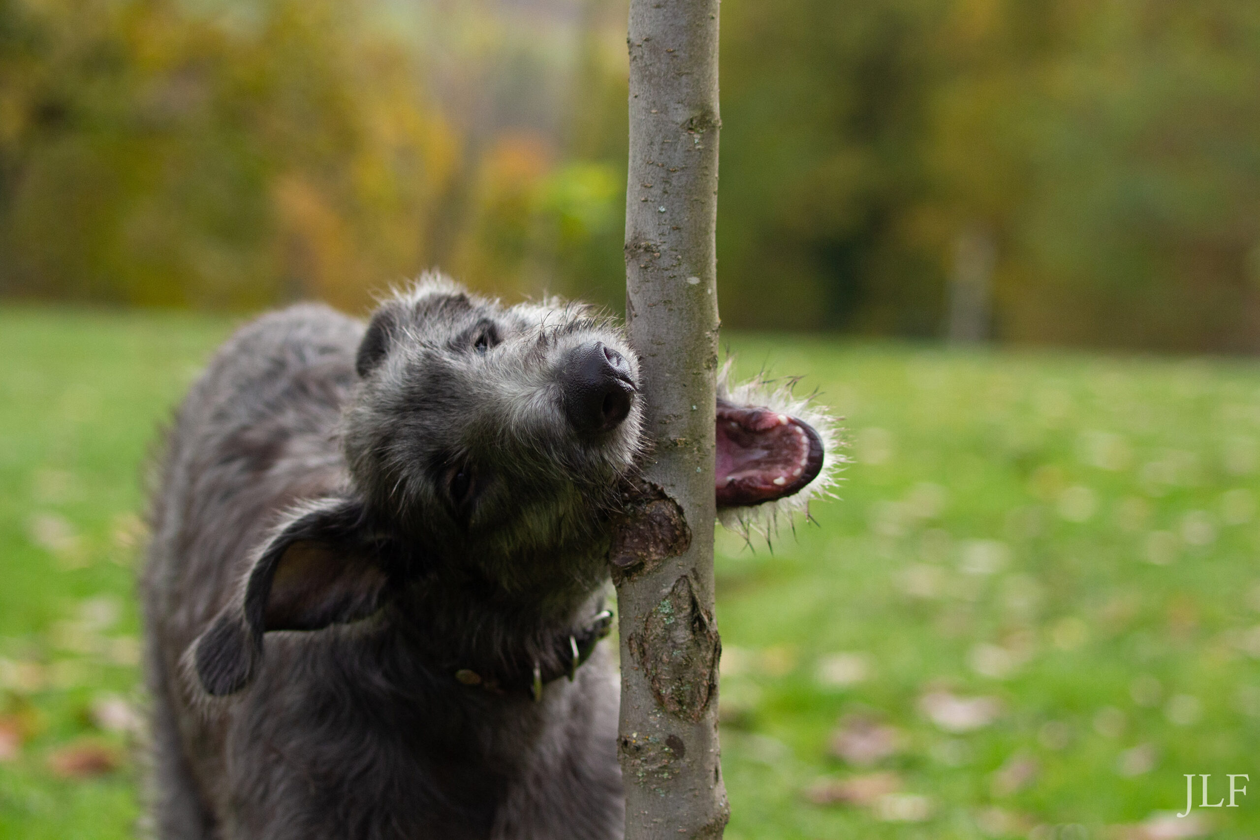 A young deerhound biting a tree.
