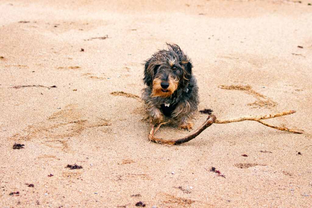 A wire-haired dachshund on the beach.