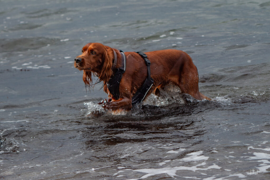 An Irish setter coming out of the sea.