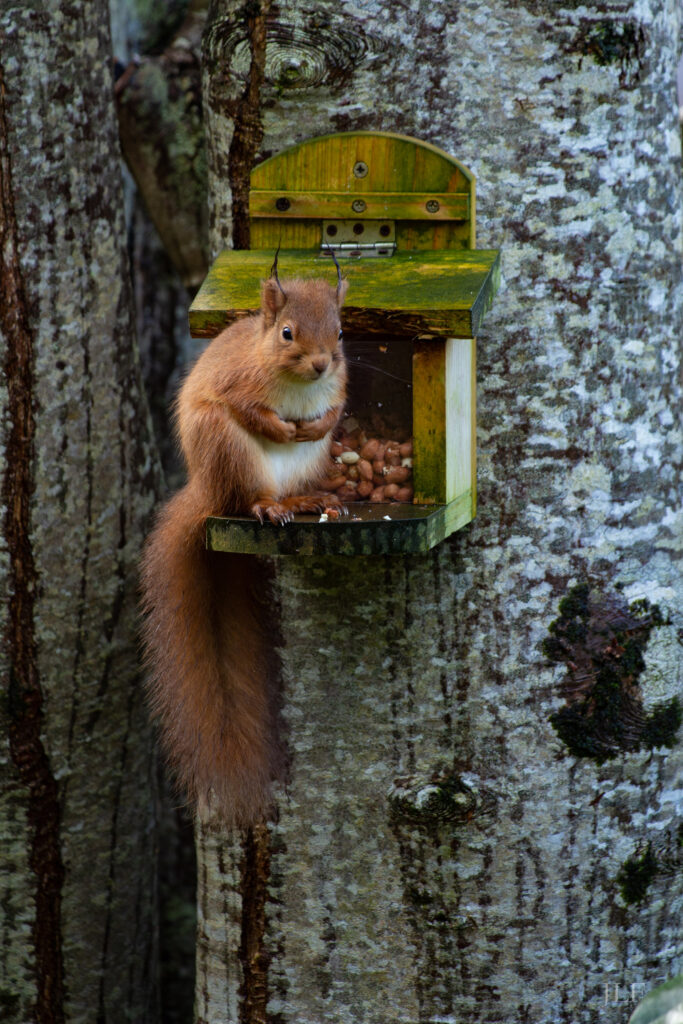A squirrel eating hazelnuts from a little wooden platform screwed in a tree.