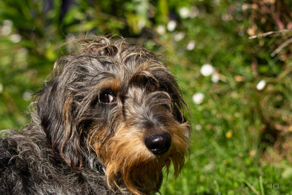 Close up of a wire-haired dachshund.