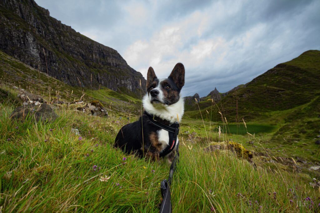 A black and white cardigan welsh corgi sitting in the grass in the middle of the hills.