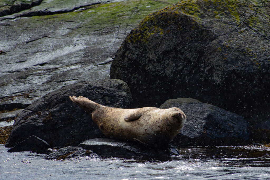 A seal sleeping on a rock.