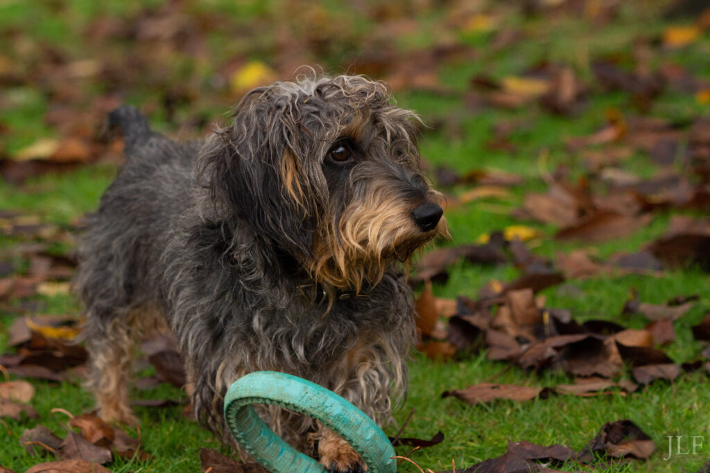 A wire-haired dachshund  playing in the autumn leaves.